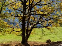 Gegenlicht auf ausladenden Herbstbaum